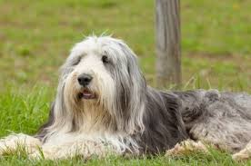 Bearded Collie..jpg