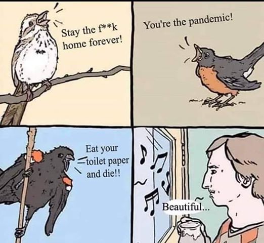 birds.jpg