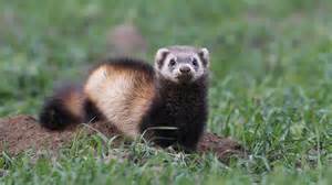 Female Northern European polecat..jpg